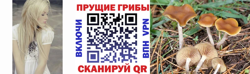 blacksprut ССЫЛКА  Ветлуга  Псилоцибиновые грибы Psilocybine cubensis  где продают  